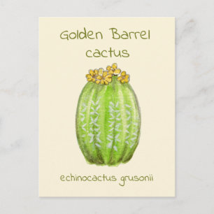 Golden Barrel cactus postcard