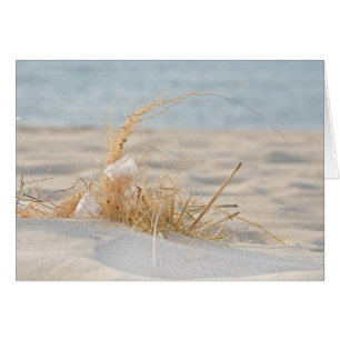 Golden Beach Grass and Feather