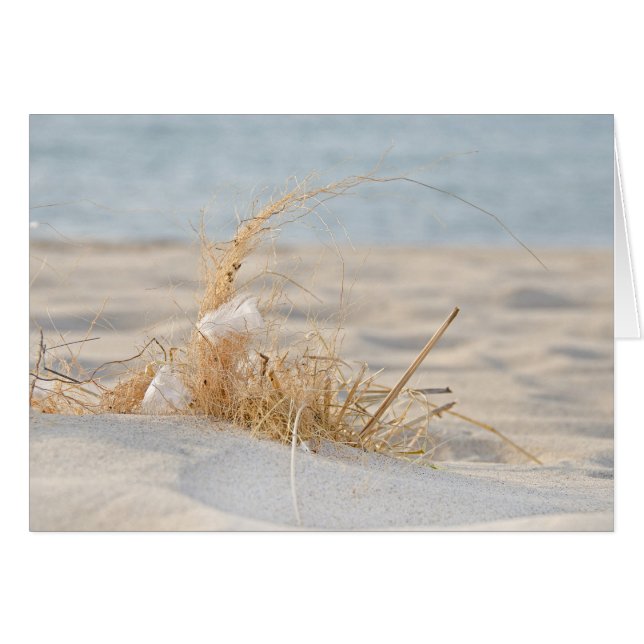 Golden Beach Grass and Feather (Front Horizontal)
