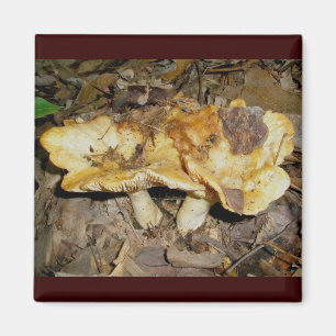 Golden Brown Mushrooms Magnet