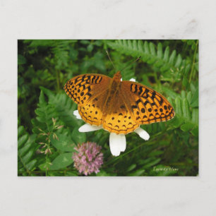 Golden butterfly postcard