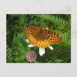 Golden butterfly postcard