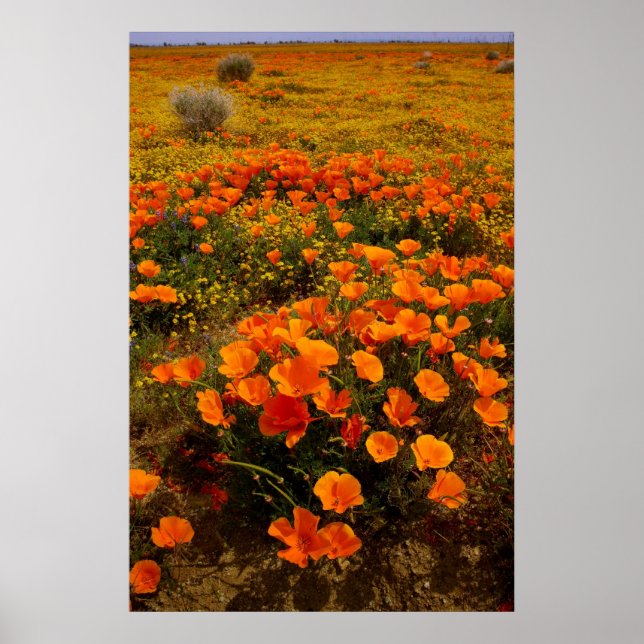 Golden California Poppies Poster (Front)