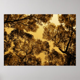 Golden Camphor Poster