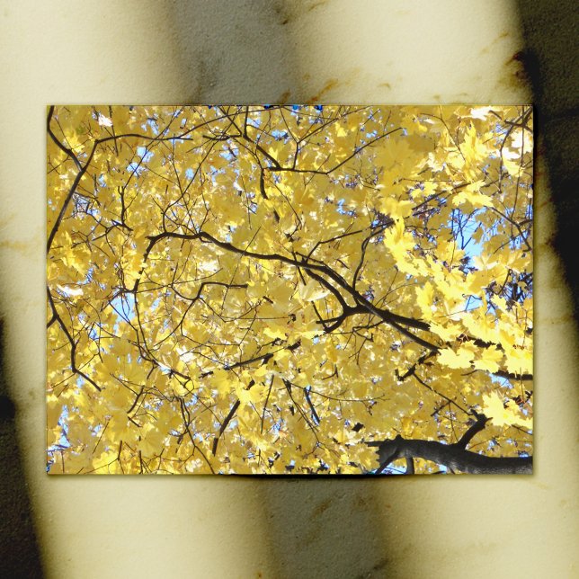 Golden Canopy Post Card (Creator Uploaded)