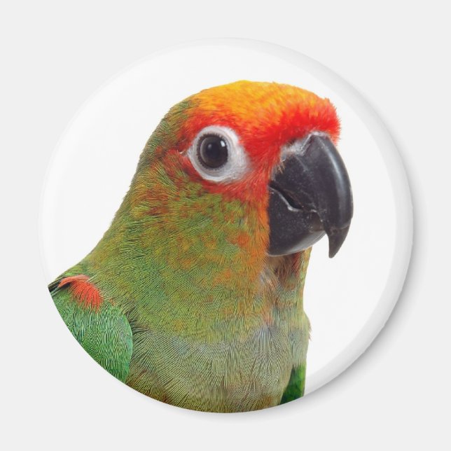 Golden-capped conure magnet (Front)