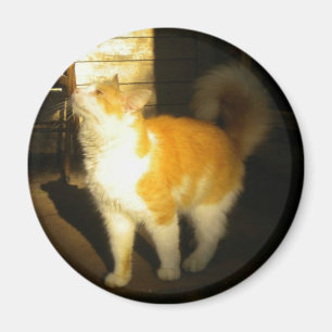 Golden Cat Magnet