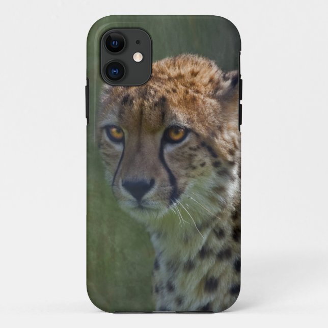 Golden Cheetah iPhone 5 Case-Mate Case (Back)