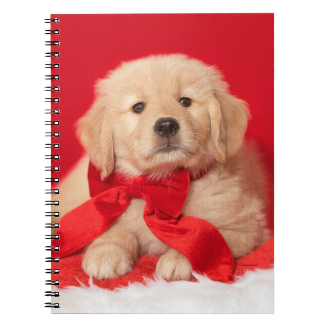 Golden Christmas Puppy Red Bow Notebook (Front)