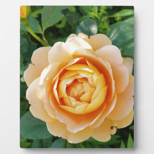 Golden coloured rose plaque