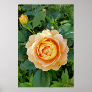 Golden coloured rose poster