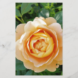 Golden coloured rose stationery