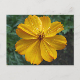 Golden Cosmos Postcard