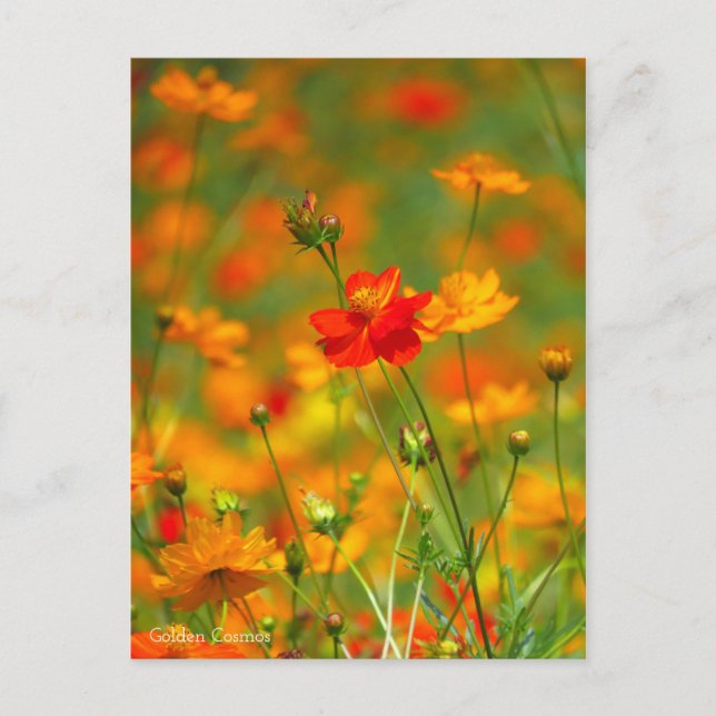 Golden Cosmos [Postcard] Postcard (Front)