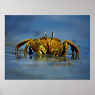 Golden Crab by the Sea Print