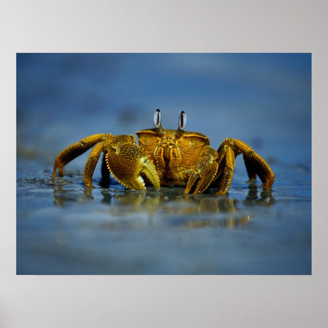 Golden Crab by the Sea Print (Front)