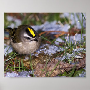 Golden-crowned Kinglet Fine Art Prints