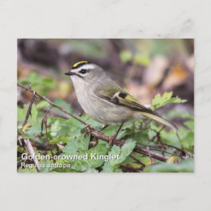 Golden-crowned Kinglet Postcard