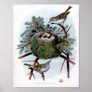 Golden Crowned Kinglet Poster