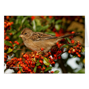 Golden-Crowned Sparrow on the Scarlet Firethorn