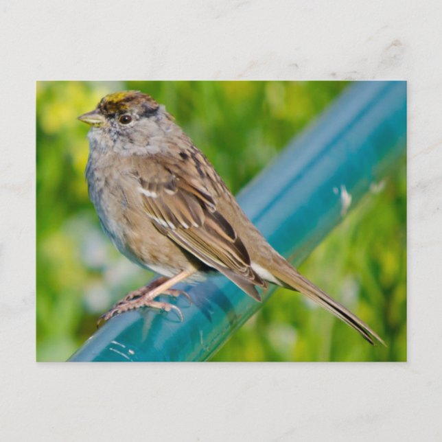 Golden Crowned Sparrow Postcard (Front)