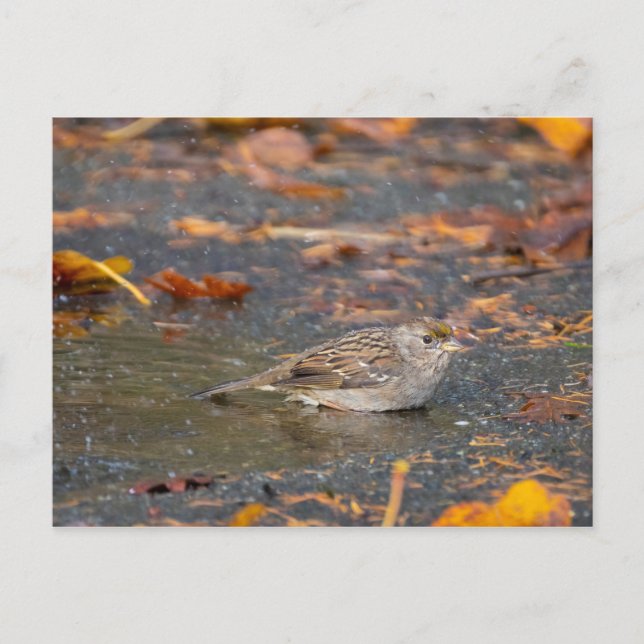 Golden-crowned Sparrow Postcard (Front)