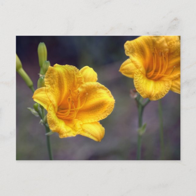 Golden Daffodil Postcard (Front)