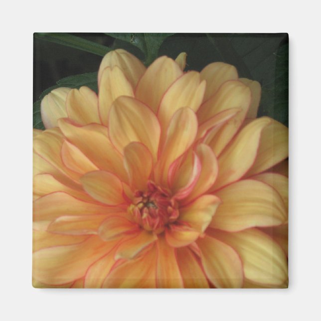 Golden Dahlia Magnets (Front)