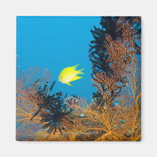 Golden Damselfish (Amblyglyphidodon aureus) Magnet