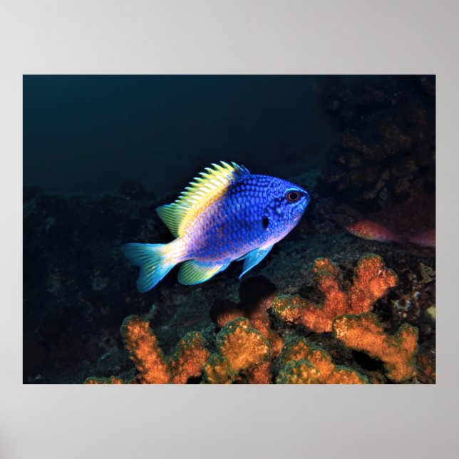 Golden Damselfish Poster (Front)