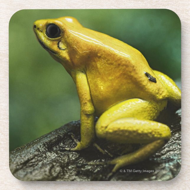 Golden Dart Frog Coaster (Front)