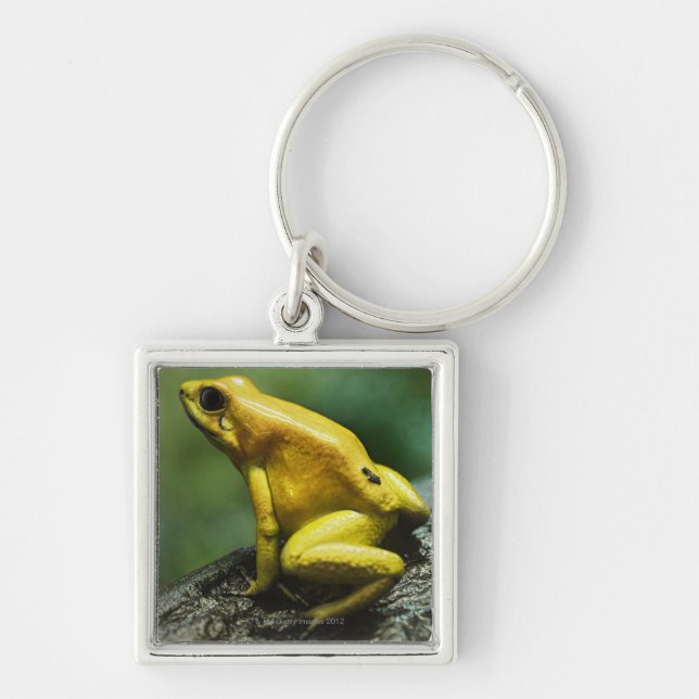 Golden Dart Frog Key Ring (Front)