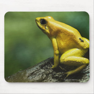Golden Dart Frog Mouse Pad