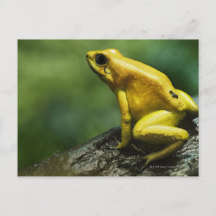 Golden Dart Frog Postcard