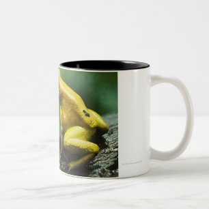 Golden Dart Frog Two-Tone Coffee Mug