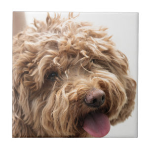 Golden doodle ceramic tile