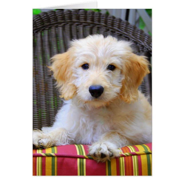 Golden Doodle Puppy (Front)