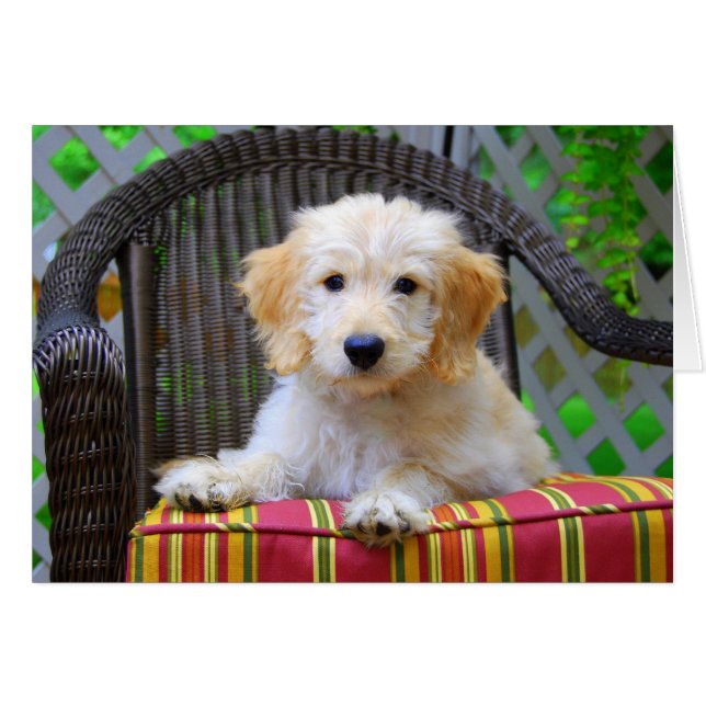 Golden Doodle Puppy (Front Horizontal)