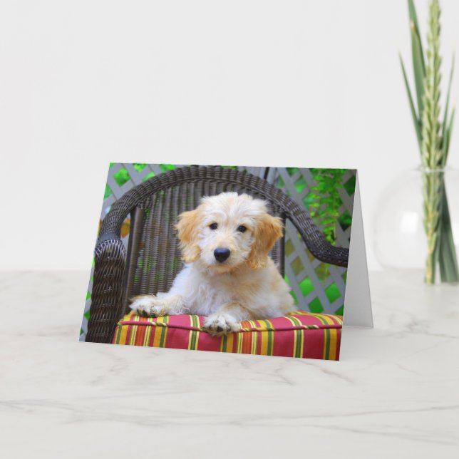 Golden Doodle Puppy Card (Front)