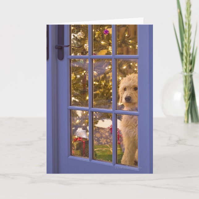 Golden Doodle puppy looking out glass door with Holiday Card (Front)
