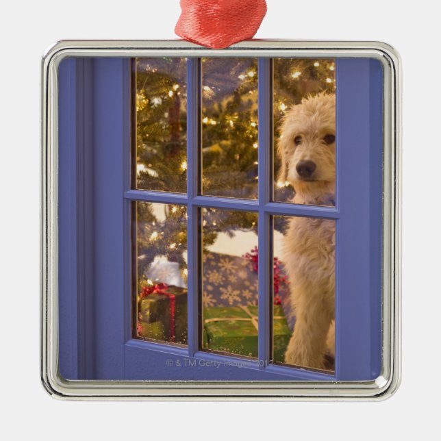 Golden Doodle puppy looking out glass door with Metal Ornament (Front)