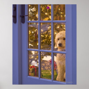 Golden Doodle puppy looking out glass door with Poster