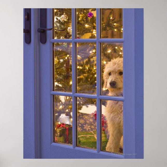 Golden Doodle puppy looking out glass door with Poster (Front)