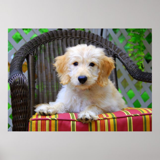 Golden Doodle Puppy Poster (Front)