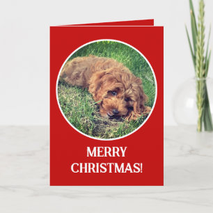 Golden Doodle Red Holiday Card