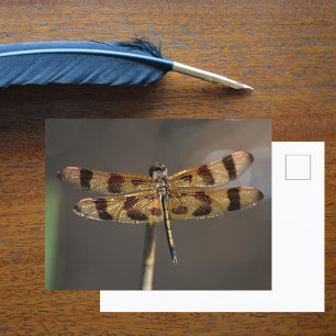 Golden Dragonfly Photographic Nature Postcard