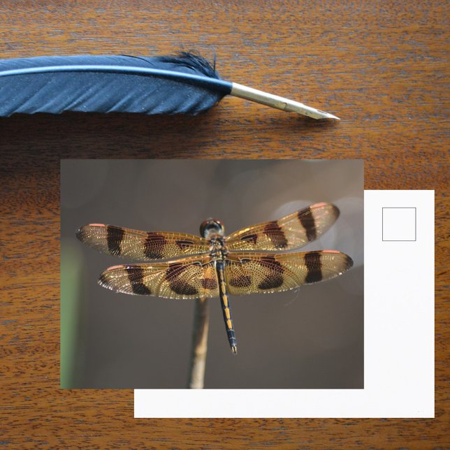 Golden Dragonfly Photographic Nature Postcard (Creator Uploaded)