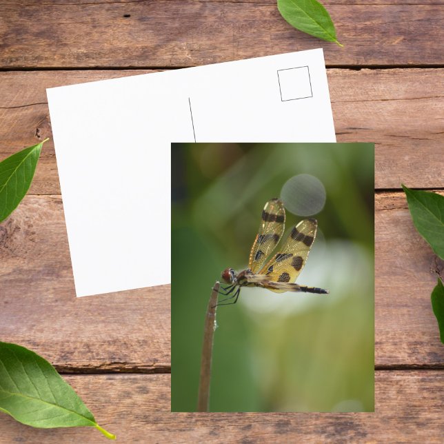 Golden Dragonfly Photographic Nature Postcard (Creator Uploaded)