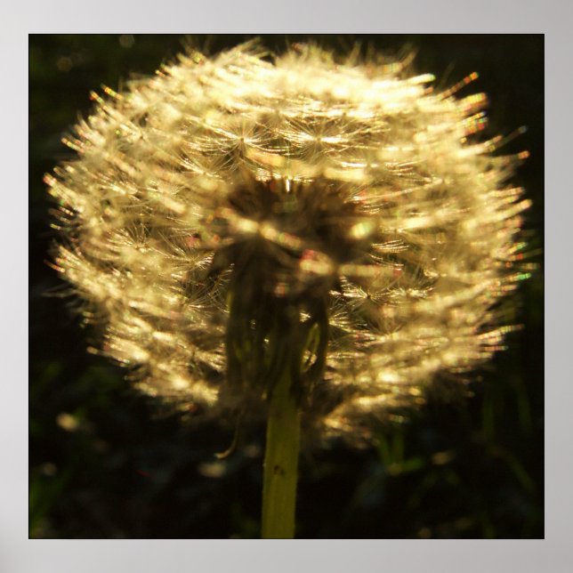 Golden Dreams Poster (Front)