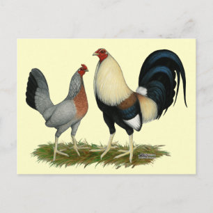 Golden Duckwing Chickens Postcard